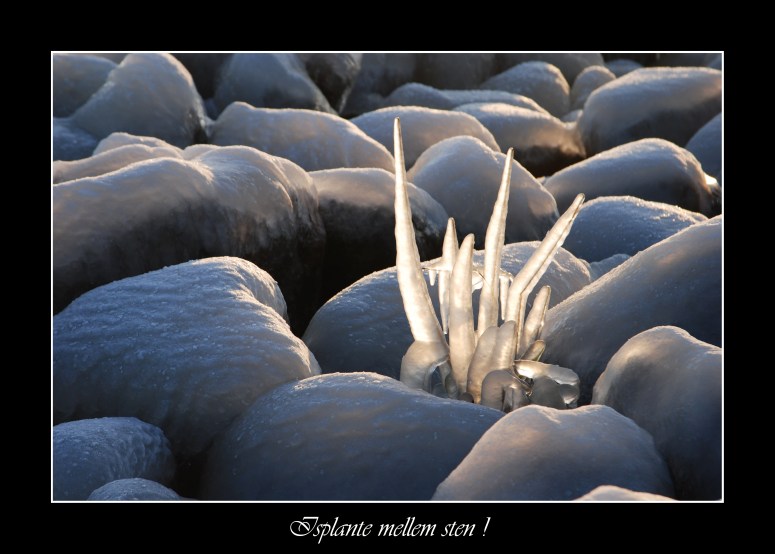 Isplante mellem sten! copy