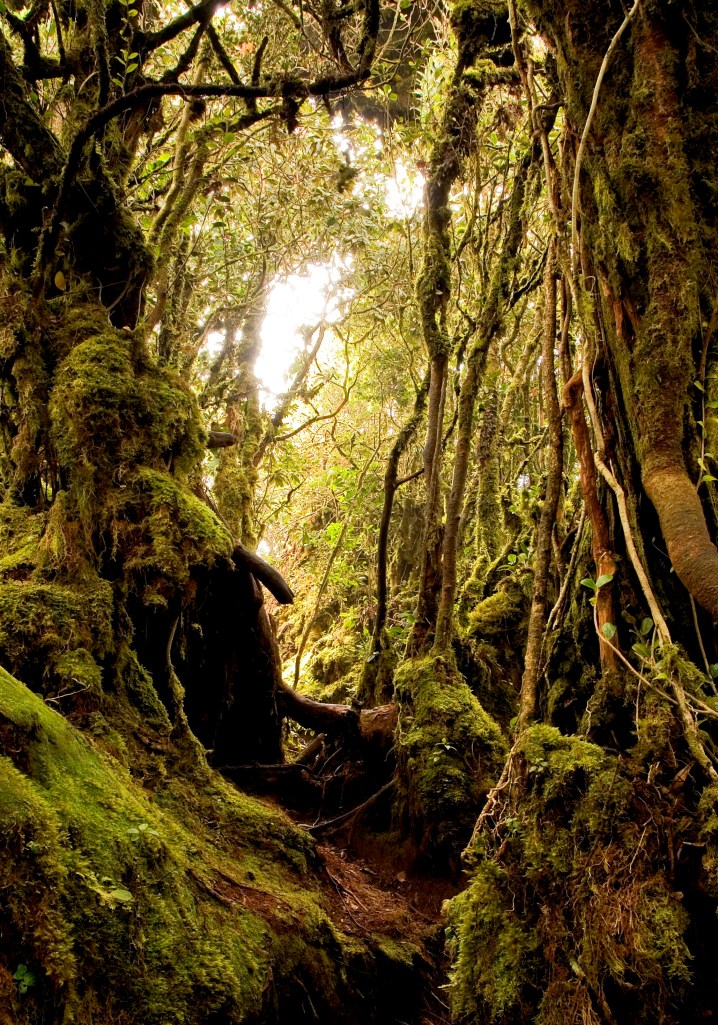 Regnskov Malaysia copy 1